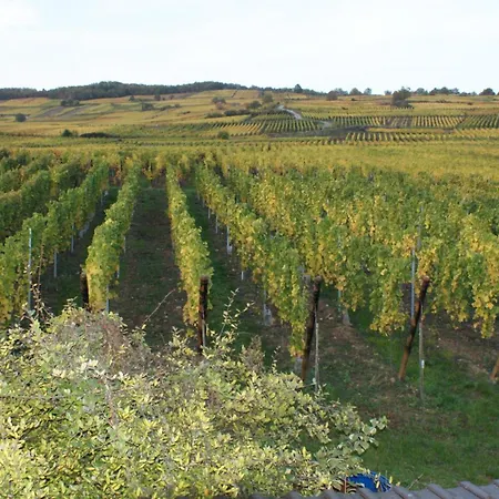 ベッド・アンド・ブレックファスト D'hotes Le Vogelgarten 3*