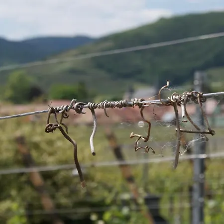 D'hotes Le Vogelgarten ベッド・アンド・ブレックファスト Sigolsheim