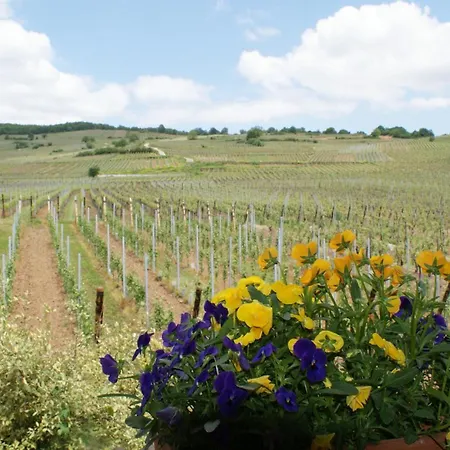 Bed & Breakfast D'hotes Le Vogelgarten